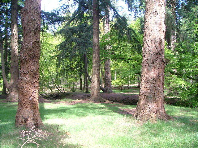 New Forest and Rhinefield House, May 05