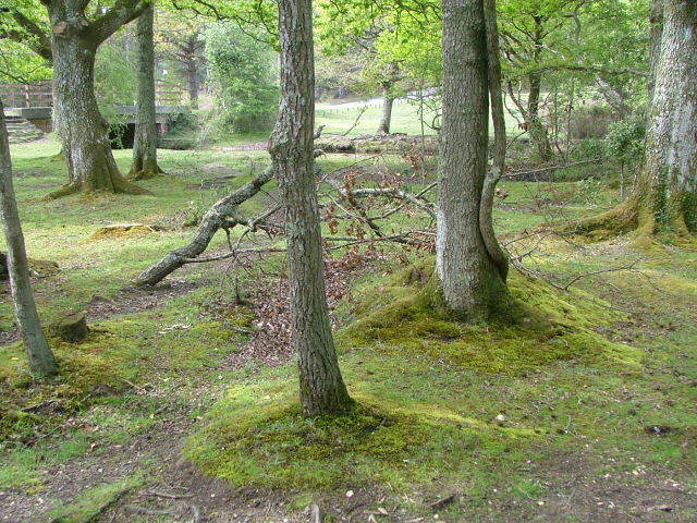 New Forest and Rhinefield House, May 05