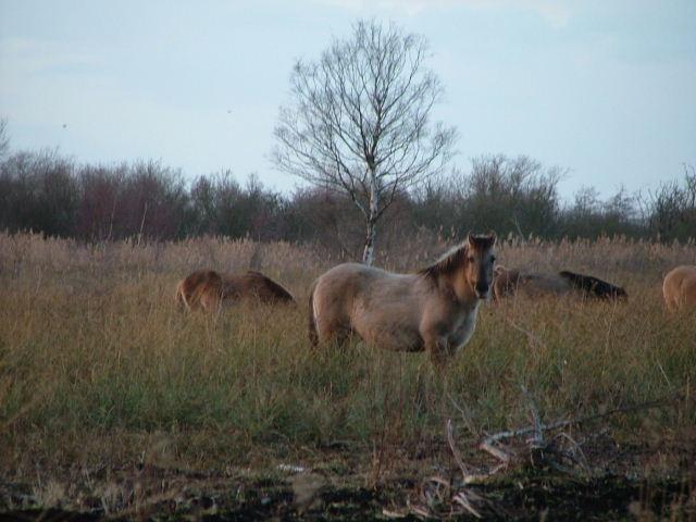 Wicken Fen, 24th January 2004