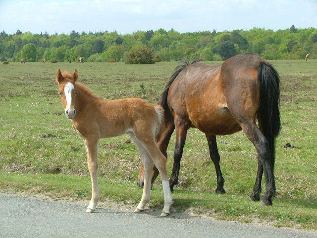 New Forest and Rhinefield House, May 05