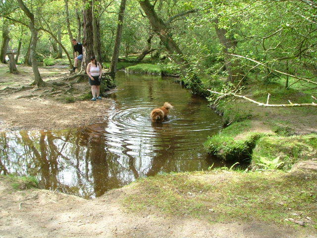 New Forest and Rhinefield House, May 05