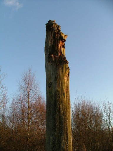 Wicken Fen, 24th January 2004
