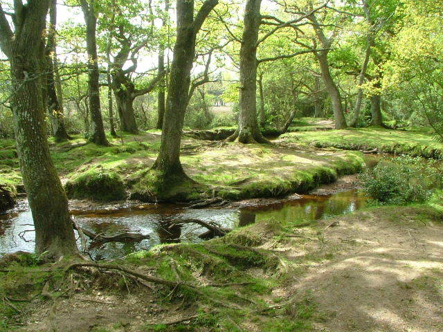 New Forest and Rhinefield House, May 05