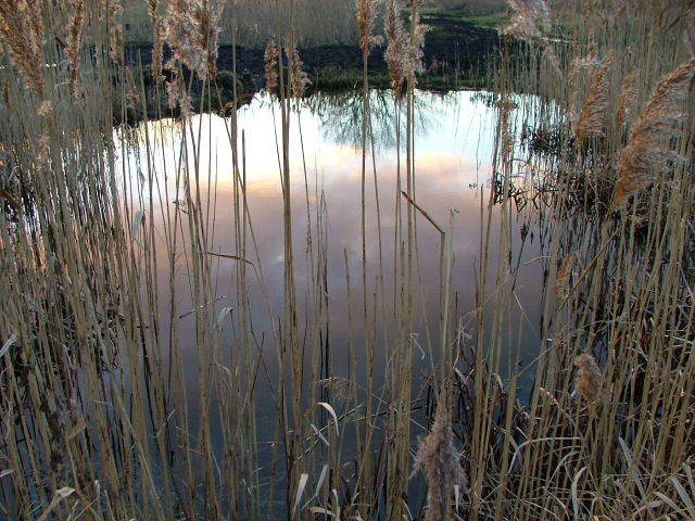 Wicken Fen, 24th January 2004