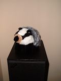 Picture: Dennis the badger, in his usual place on Sion's speaker