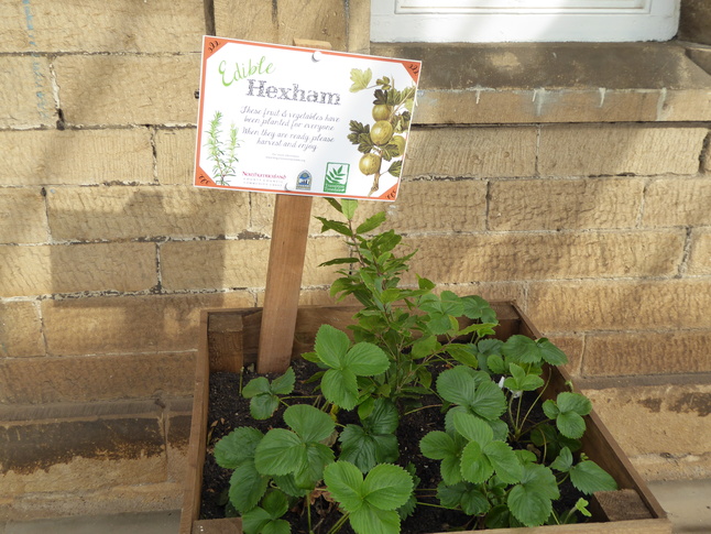 Hexham platform 1 planters