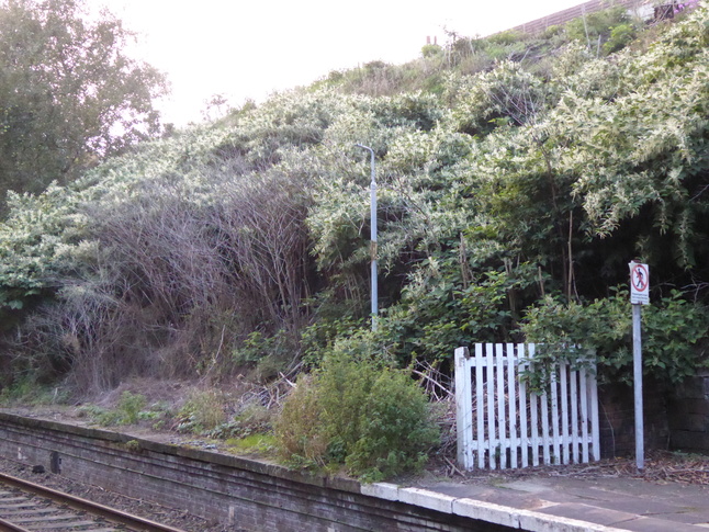 Orrell platform 1 overgrown